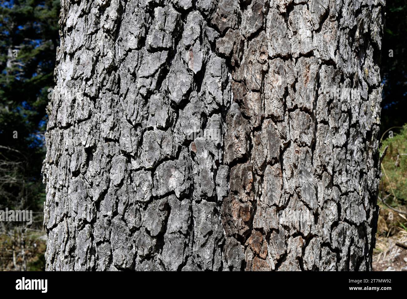 Abete spagnolo o pinsapo (Abies pinsapo) albero sempreverde endemico delle montagne di Cadice e Malaga. Dettagli trunk. Questa foto è stata scattata a Los Lajares, Sie Foto Stock