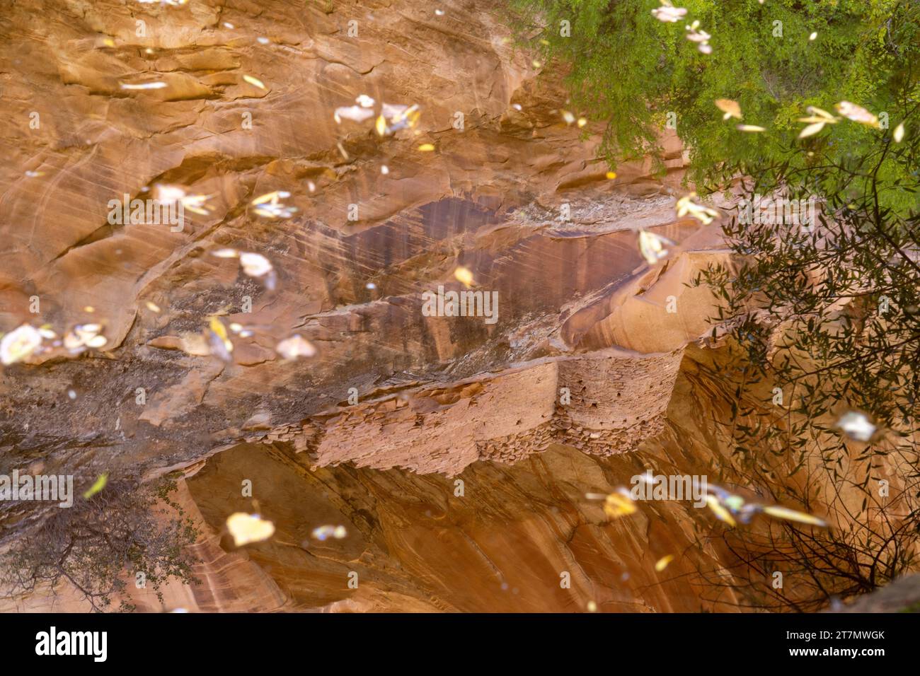 Le rovine della Monarch Cave si riflettono sulla superficie di una piscina sottostante in Butler Wash. Bear Ears National Mounument nello Utah. Foto Stock