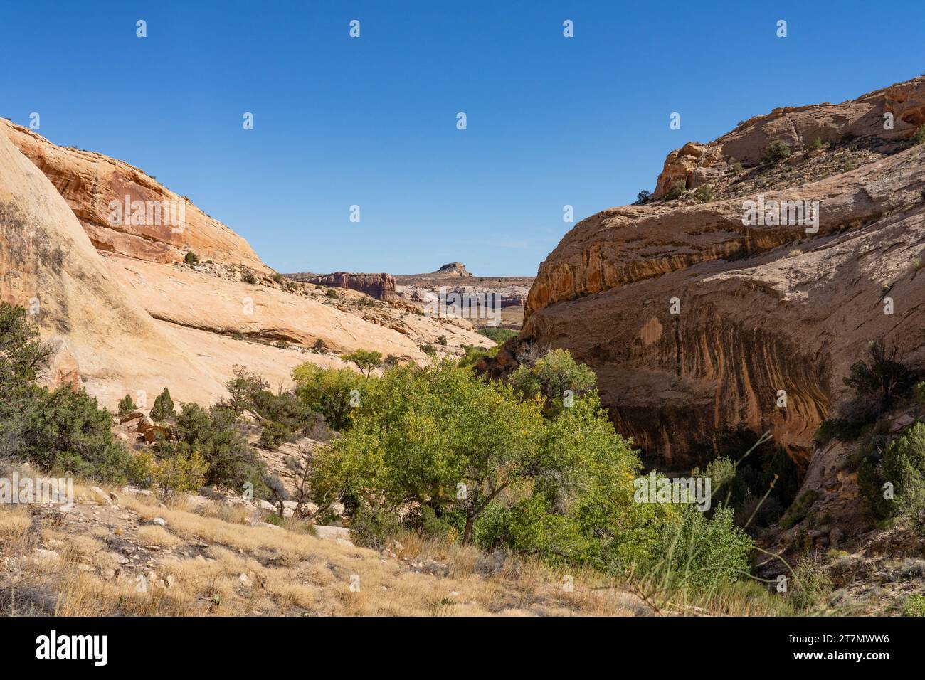 Un canyon laterale di Butler Wash a Comb Ridge, sito delle rovine della Monarch Cave nel monumento nazionale Bears Ears, Utah. Foto Stock