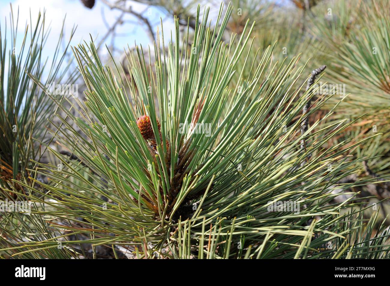 Il pino Torrey (Pinus torreyana) è un albero sempreverde endemico della costa californiana (San Diego e Santa Barbara). Dettagli cono e foglie femmina. Questo fot Foto Stock