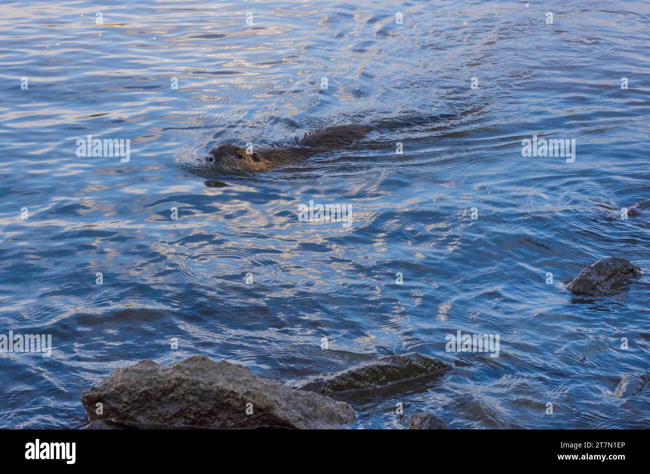 Beaver nuota nel fiume Moldava a Praga, Repubblica Ceca Foto Stock