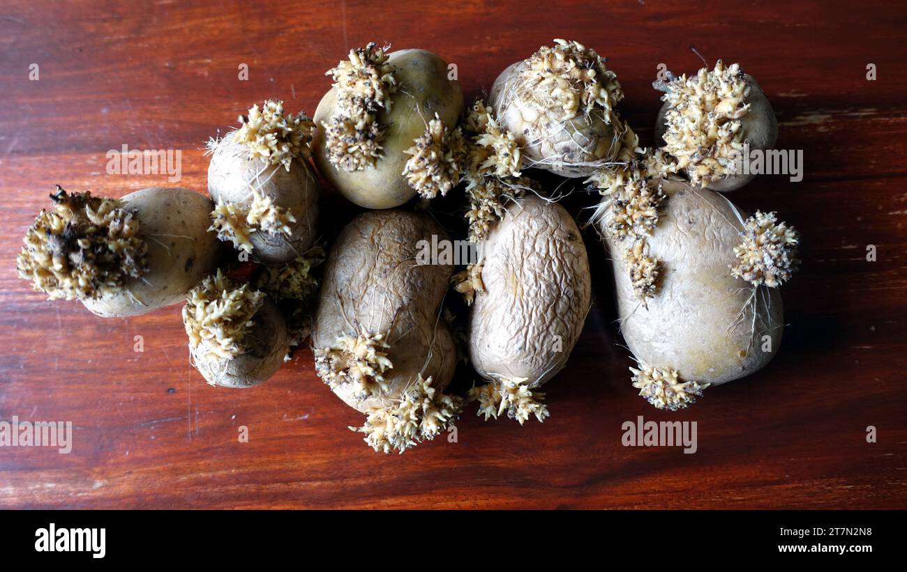 Alcune vecchie patate stropicciate sul tavolo di legno che germogliano. Foto Stock