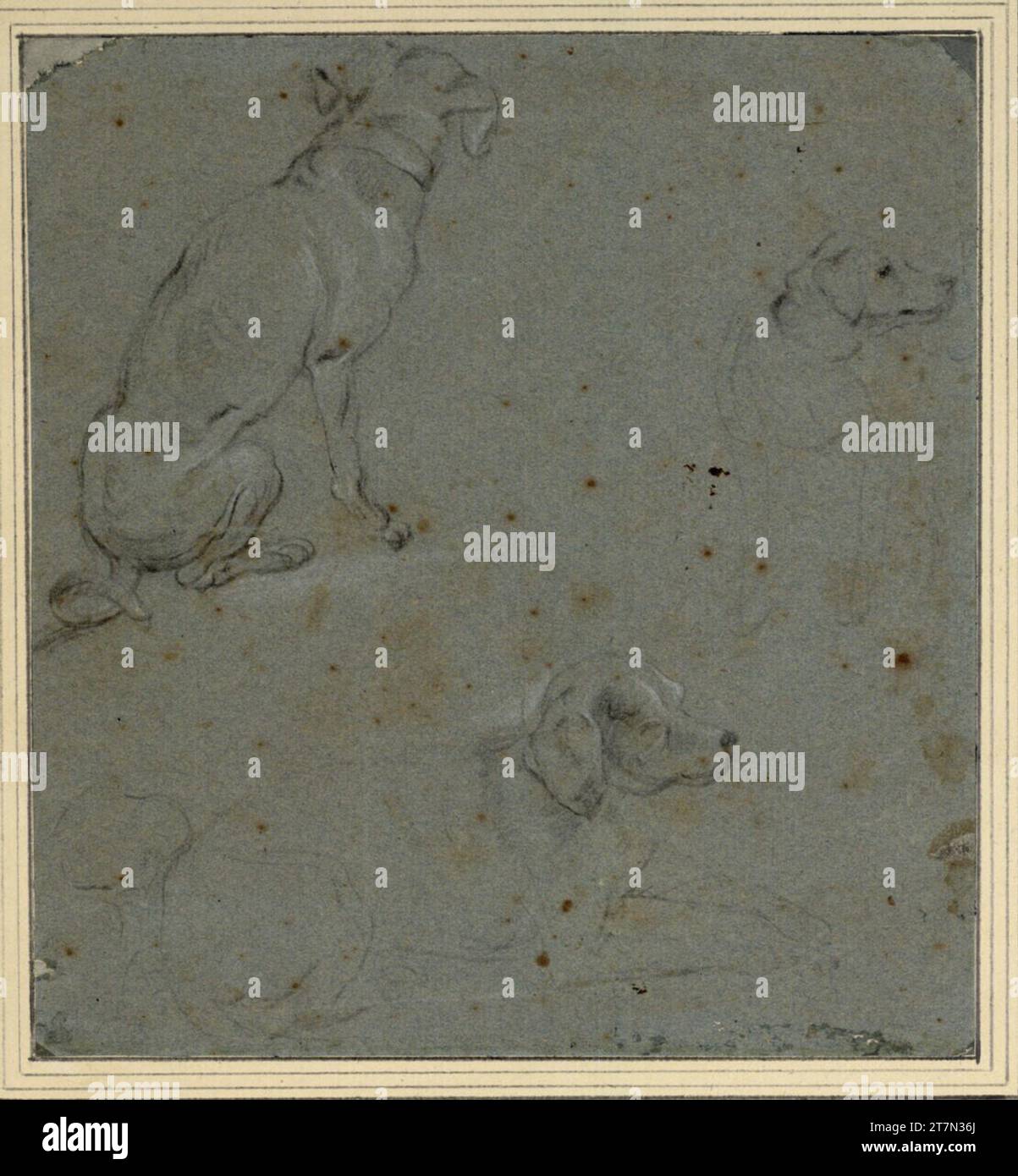 Frans Snyders tre studi su un cane da caccia. Gesso nero, coperto con gesso bianco, su carta blu. Piegato; li. Angolo superiore strappato, a destra. Copia angolo superiore; piccolo errore su li. Bordo inferiore; piega a segno nell'area del bordo inferiore. Foto Stock