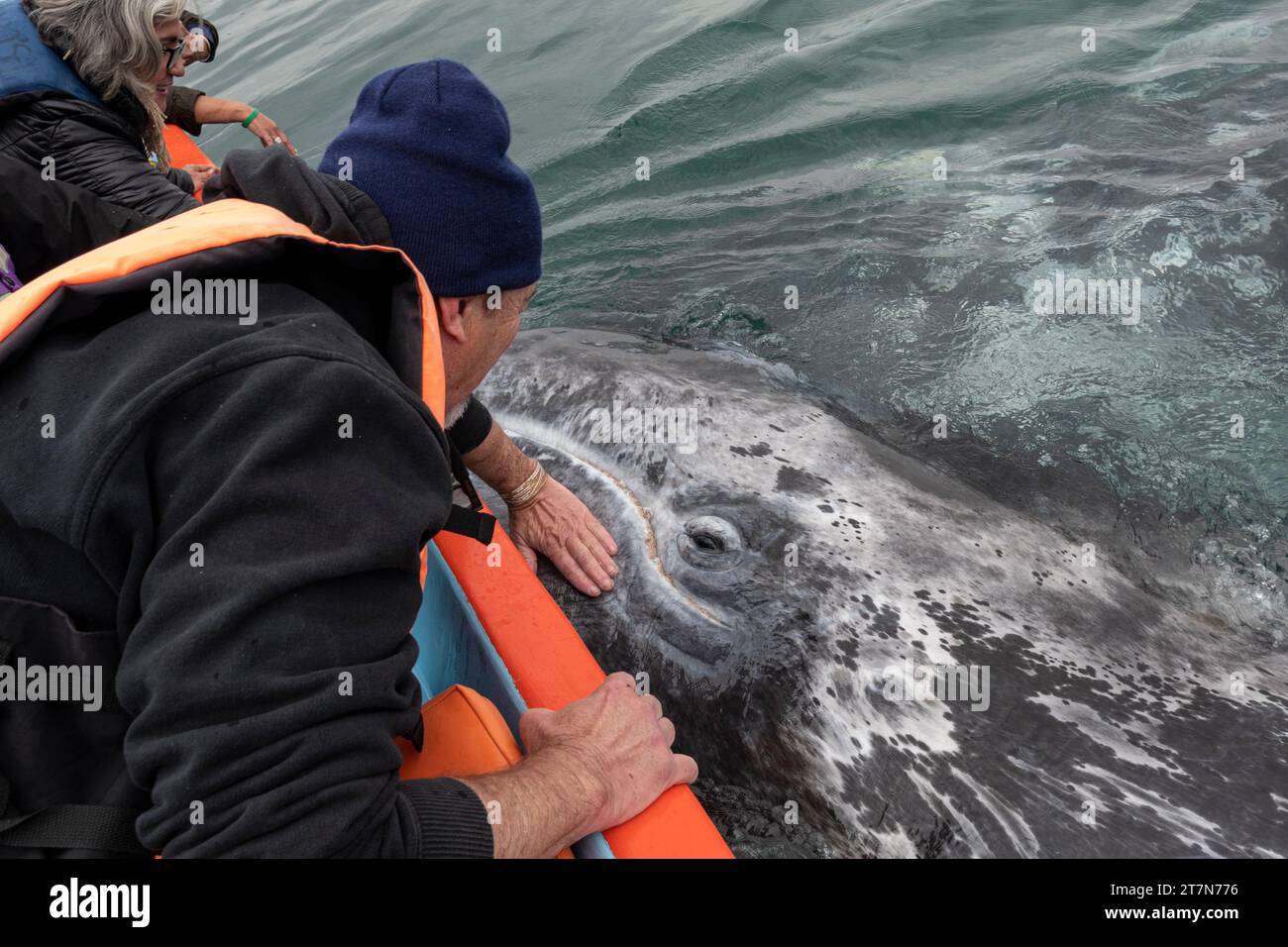 Accarezzare una balena grigia a Laguna San Ignacio, Baja California Sur, Messico Foto Stock