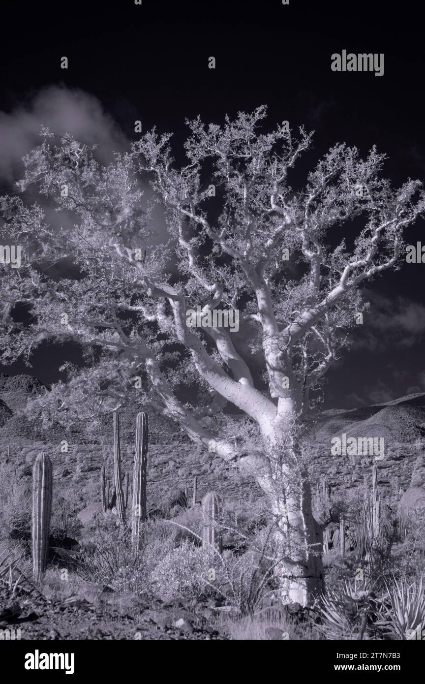 Elefante, a sud di Bahia San Luis Gonzaga, Baja California Norte, Messico Foto Stock