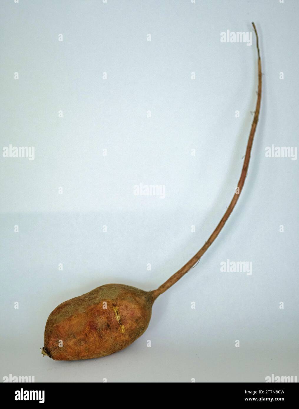 Divertente forma vegetale - patata dolce che sembra un topo Foto Stock