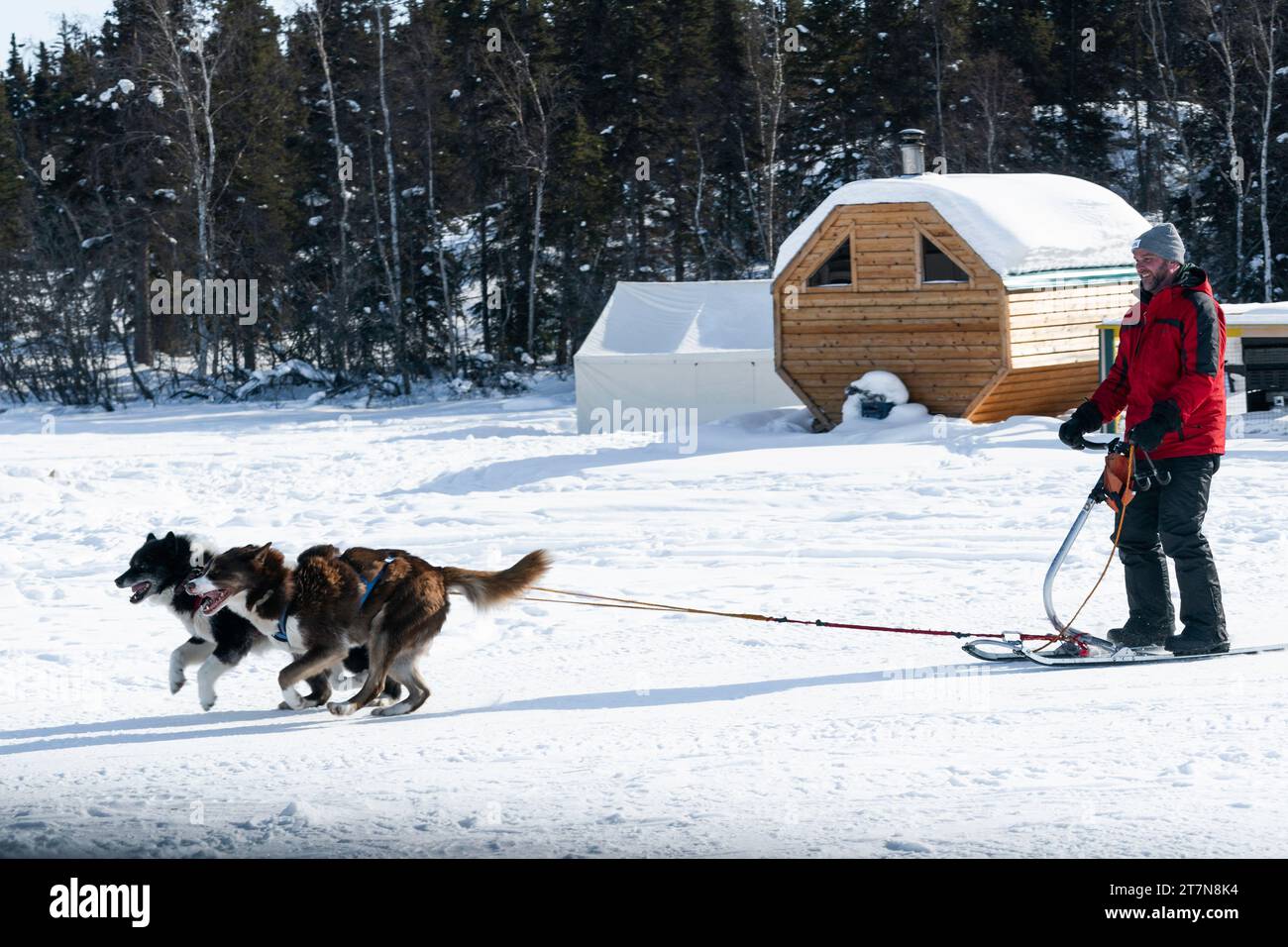 Uomo che fa kicksledding con i suoi due husky attraverso il lago Slave, oltre la sauna in una fredda giornata invernale, Yellowknife, Northwest Territories, Canada Foto Stock