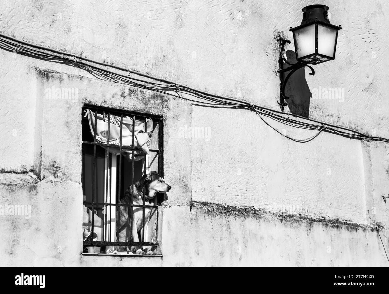 Un bel cane che si stende dalla finestra nella città di Caceres, in Spagna Foto Stock