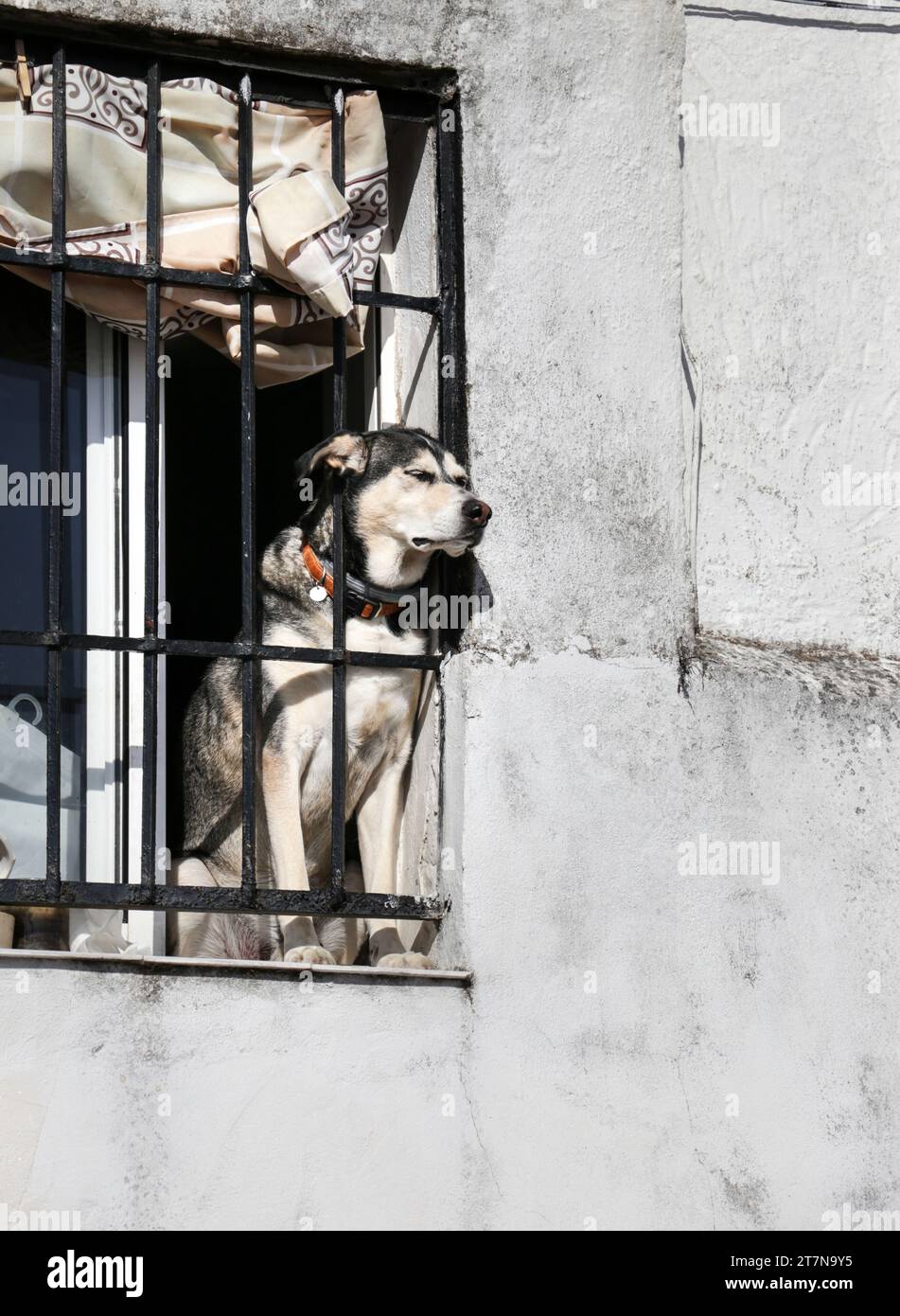 Un bel cane che si stende dalla finestra nella città di Caceres, in Spagna Foto Stock