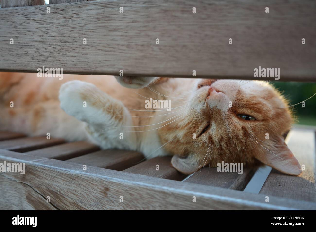 Ginger Cat sul banco. Foto Stock