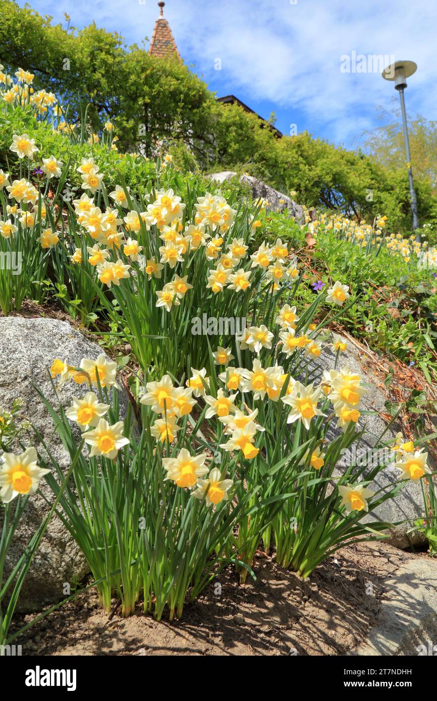 Narciso selvatico, giglio di Quaresima (Narcissus pseudonarcissus). Osterglocken Foto Stock