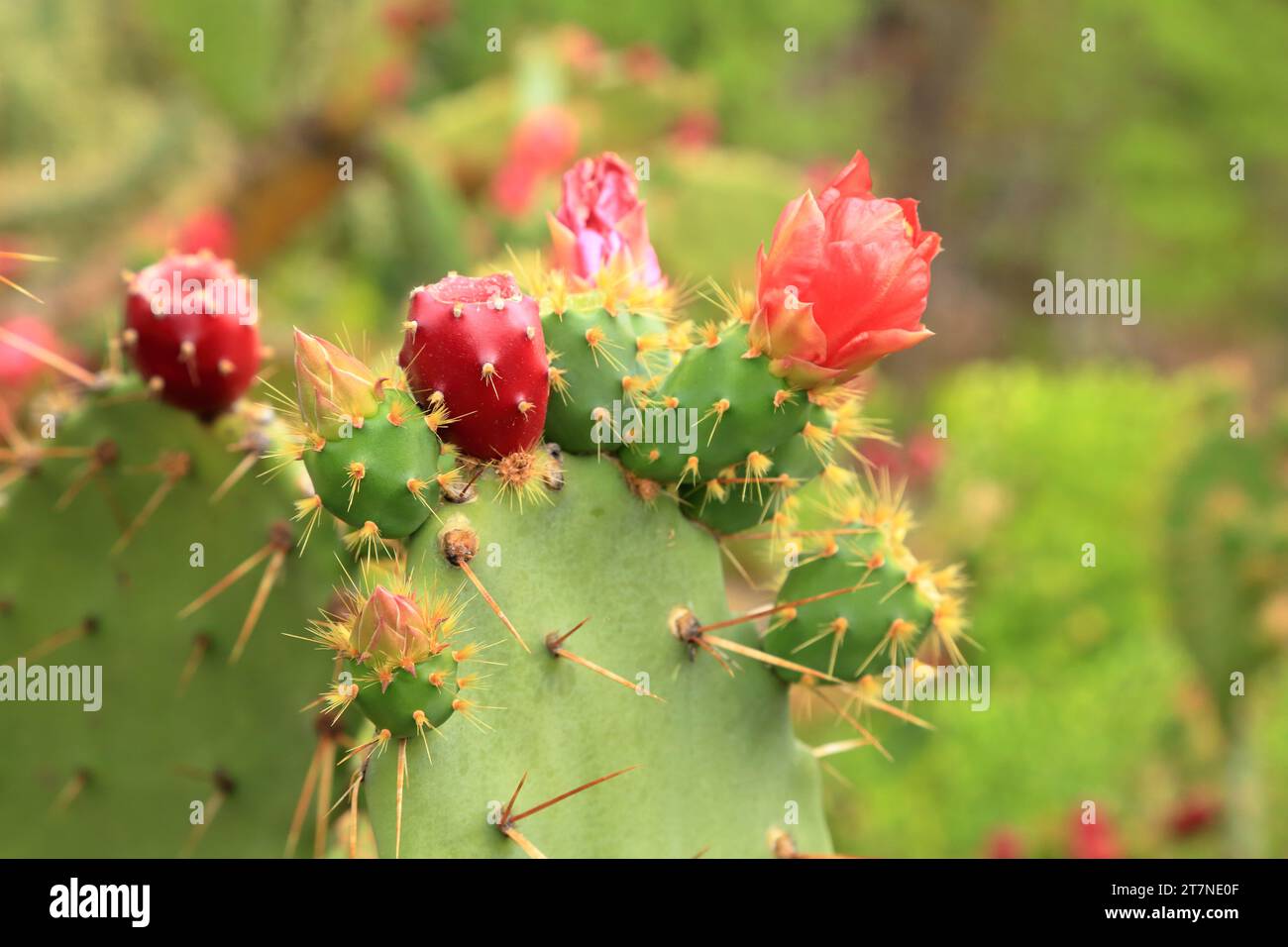 Opuntia ficus-indica cactus con tonni frutti e fiori Foto Stock