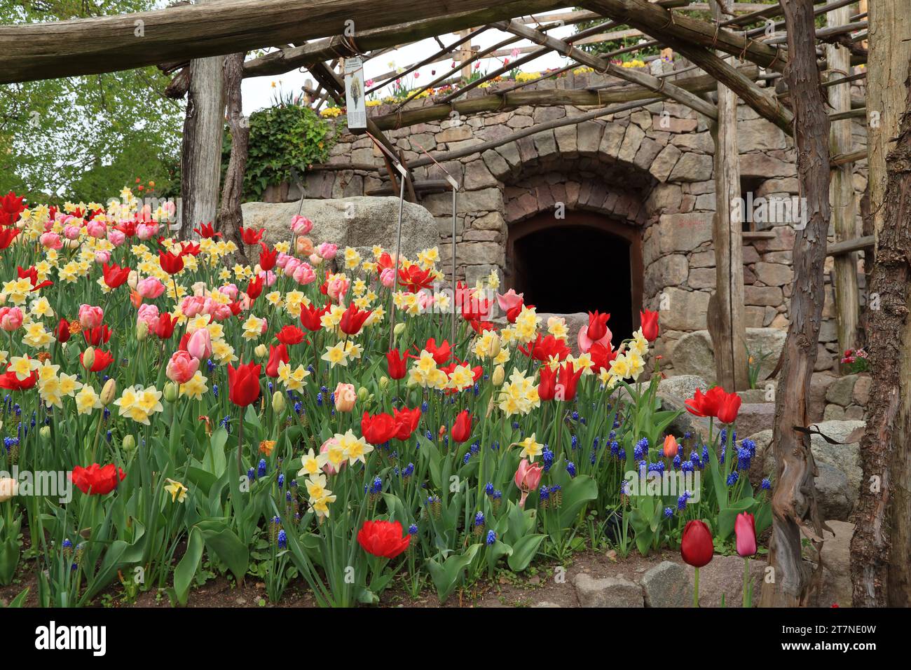 Tulipani nei Giardini del Castello di Trauttmansdorff - orto botanico a Merano (alto Adige, Südtirol), Italia Foto Stock