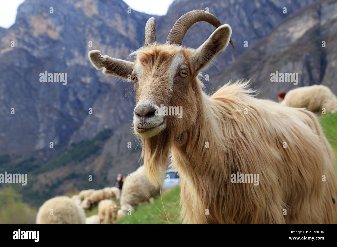 Capra nelle montagne alpine del Trentino, Italia Foto Stock