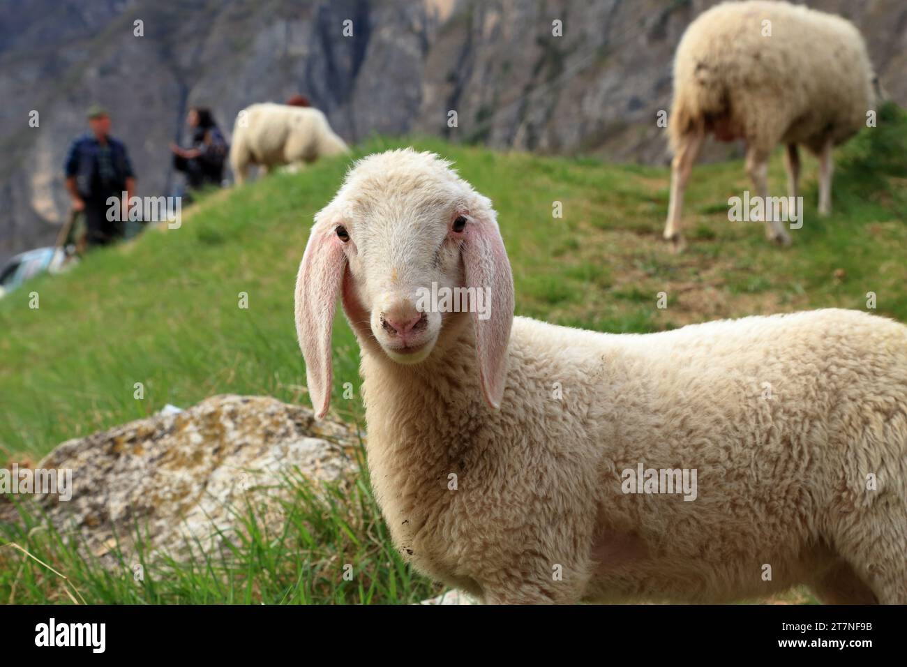 Mandria di pecore nelle Alpi italiane, Trentino, Italia Foto Stock