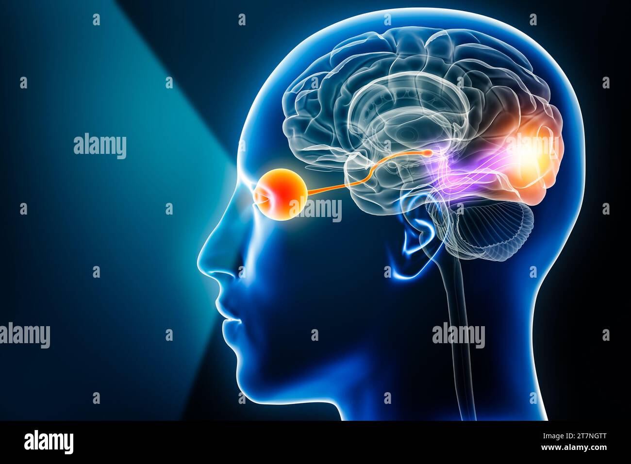 Percorso visivo con occhio, nervo ottico e corteccia visiva illustrazione rendering 3D con spazio di copia. Anatomia del cervello umano e del sistema sensoriale, medica, neu Foto Stock