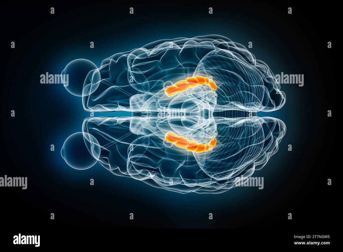Illustrazione del rendering 3D con vista superiore a raggi X dell'ippocampo o superiore. Cervello umano, anatomia del sistema limbico e nervoso, medico, sanitario, biologia, scienc Foto Stock