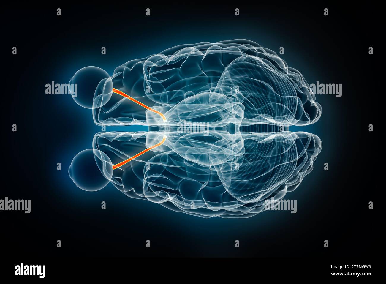 Illustrazione di rendering 3D con vista superiore a raggi X del nervo ottico o cranico. Anatomia del cervello umano e del sistema visivo, medico, sanitario, biologia, neur Foto Stock