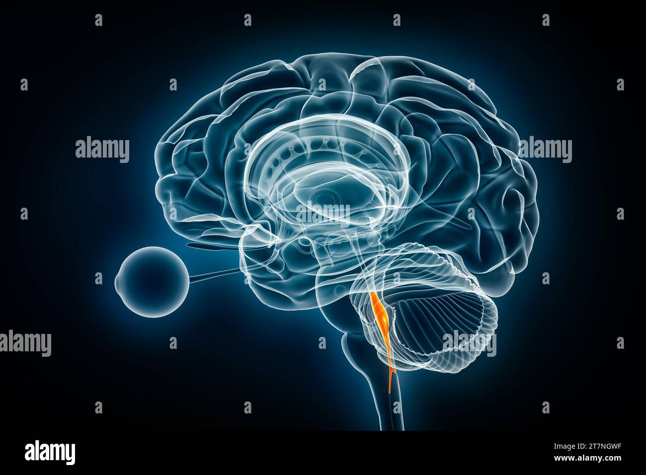 Illustrazione del rendering 3D della vista a raggi X del quarto ventricolo cerebrale. Anatomia del cervello umano e del sistema ventricolare, medicina, sanità, scienza, neuroscienza Foto Stock