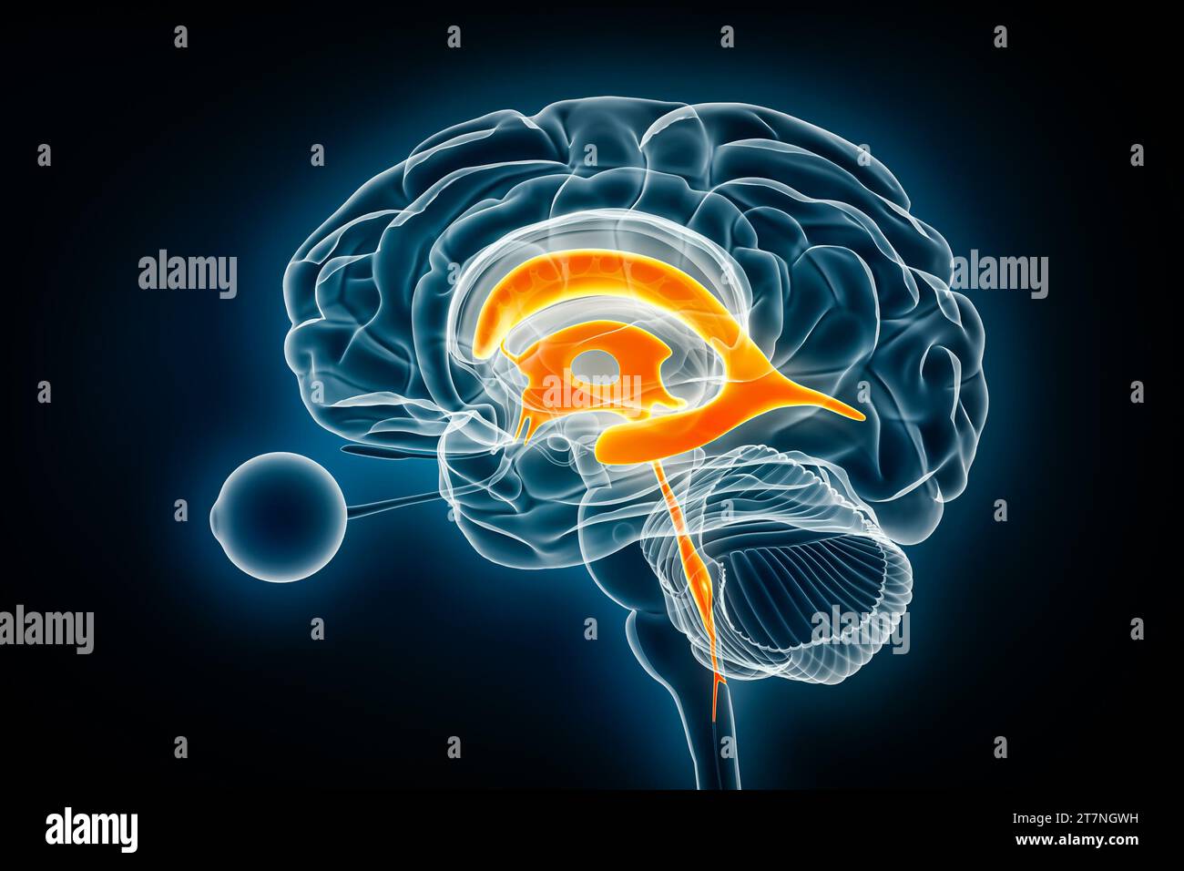 Visualizzazione a raggi X laterale ventricoli e acquedotto cerebrale illustrazione del rendering 3D. Anatomia del cervello umano e del sistema ventricolare, medico, sanitario, scienc Foto Stock