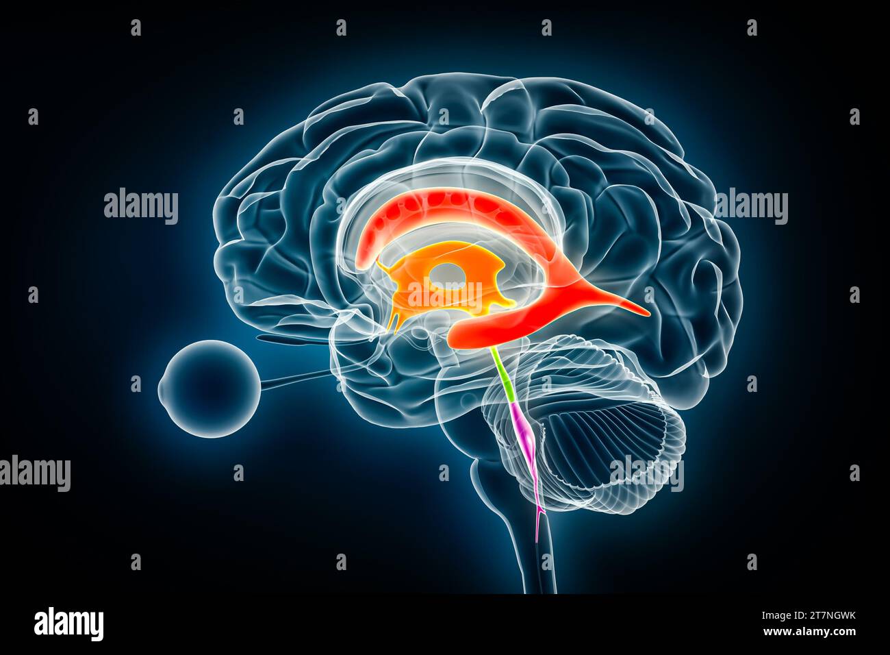 Ventricoli e acquedotto cerebrale laterale a colori visualizzazione radiologica illustrazione rendering 3D. Cervello umano e anatomia del sistema ventricolare, medico, Healthca Foto Stock