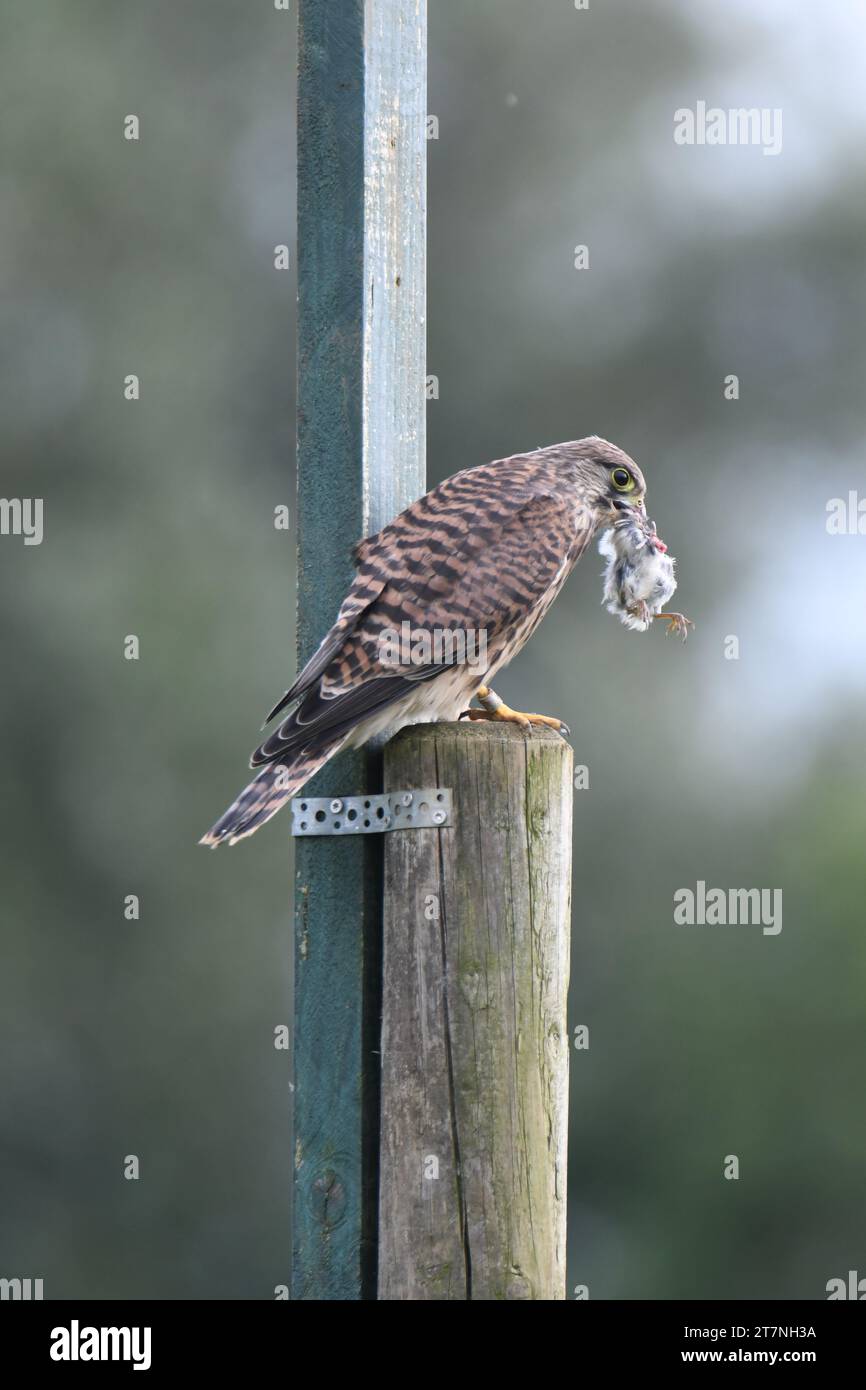 Un primo piano di un gheppio comune giovanile (Falco tinnunculus) che mangia preda catturata Foto Stock