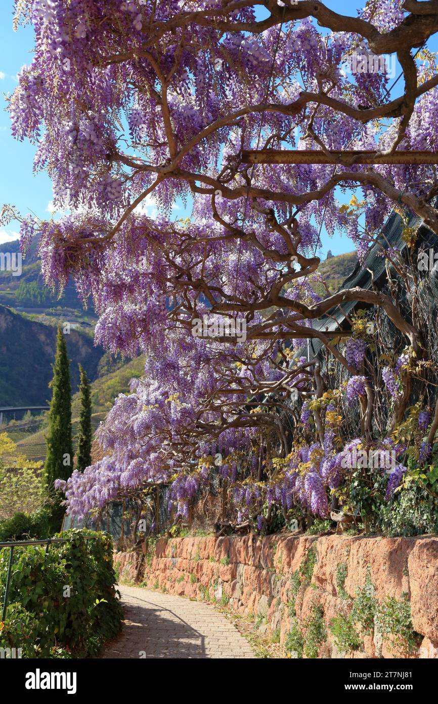 Piante di Wisteria sinensis al sentiero escursionistico Oswald Promenade, passeggiata di Sant'Osvaldo. Bolzano (Bolzano), alto Adige (alto Adige, Südtirol), Italia. Foto Stock