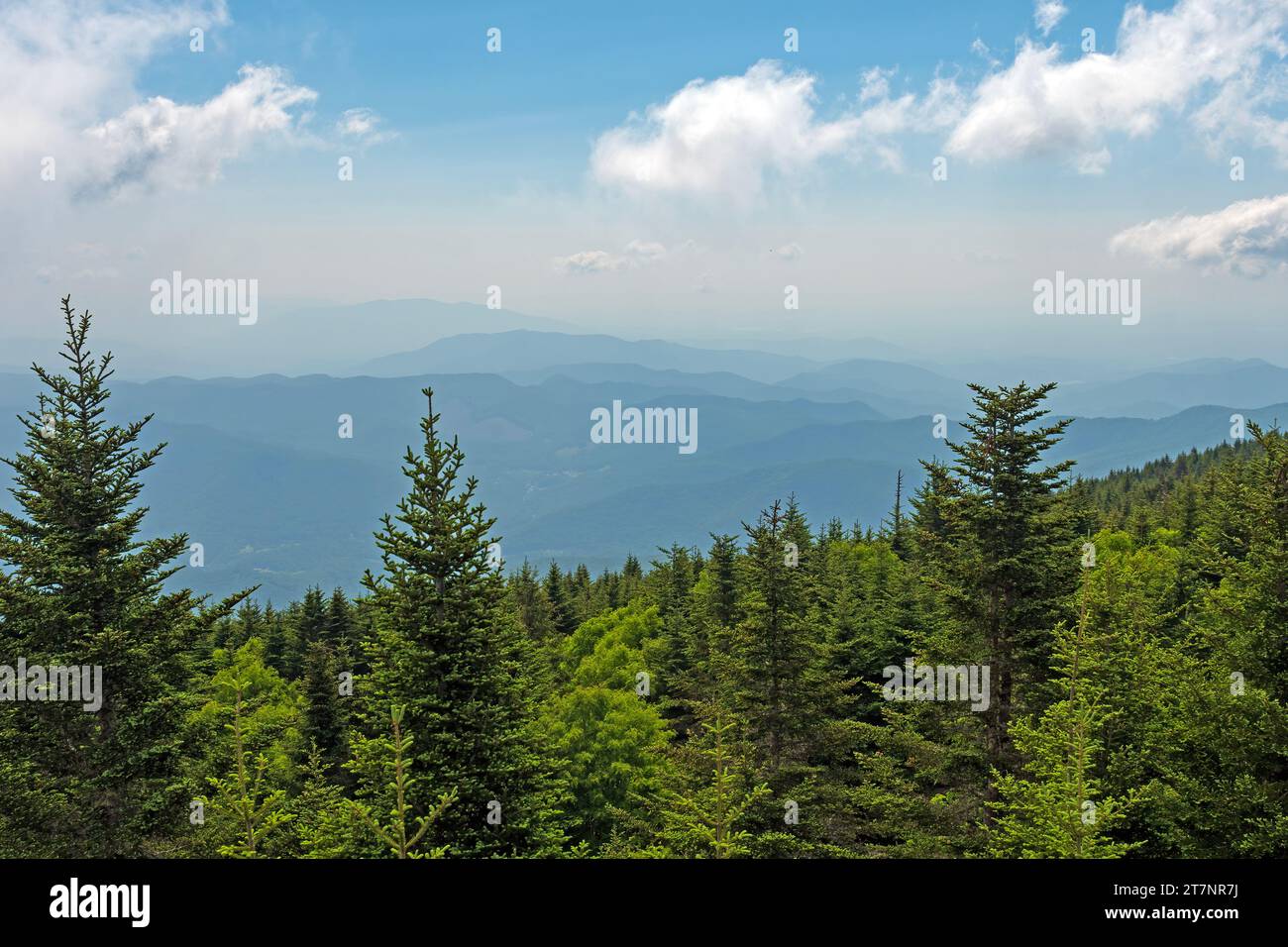 Hazy Mountains in lontananza su una verdeggiante foresta dal monte Mitchell, North Carolina Foto Stock