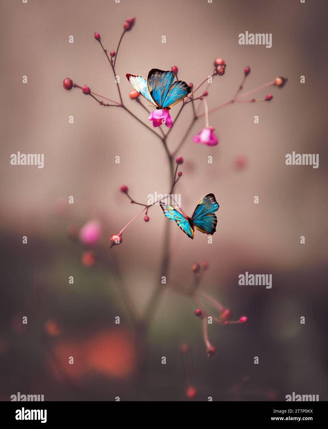 farfalle blu su piccoli frutti rossi e rose Foto Stock
