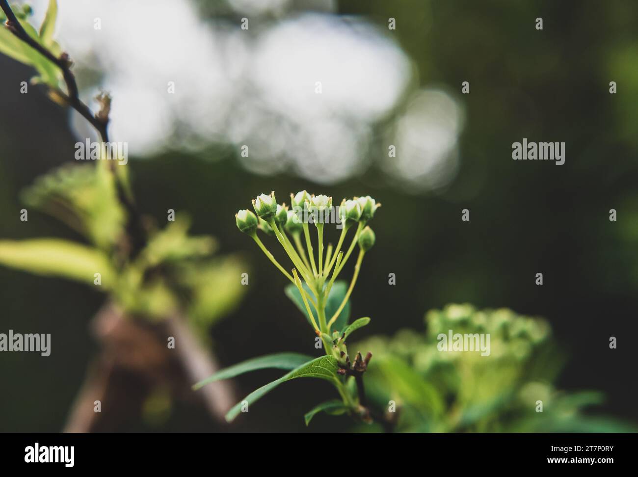 piccoli insetti su foglie o fiori Foto Stock