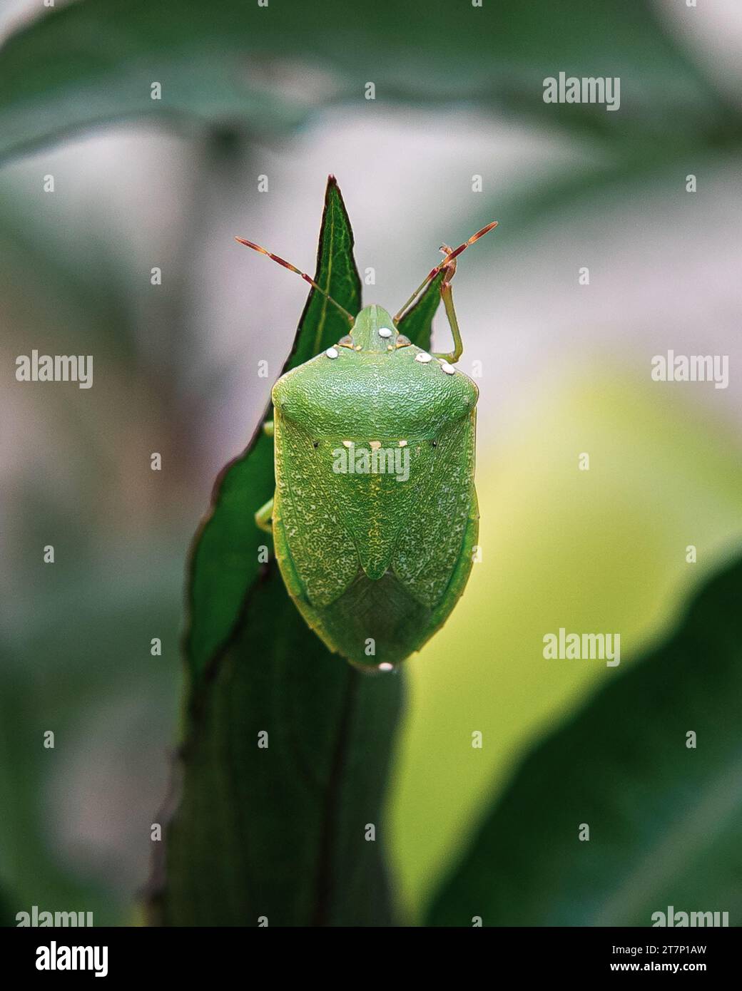piccoli insetti su foglie o fiori Foto Stock