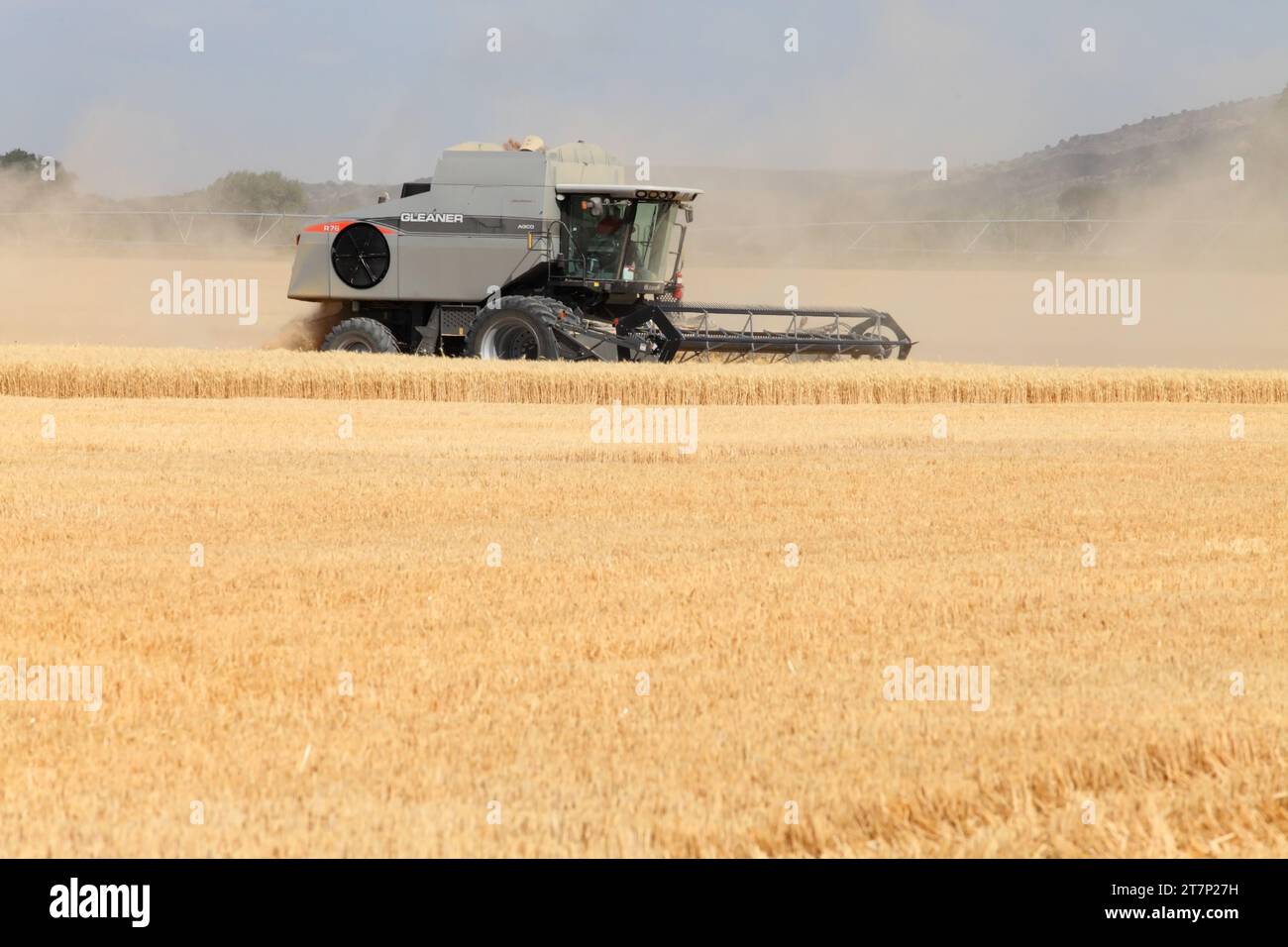 Rire, Idaho, USA Ju. 10, 2011 una mietitrebbia agricola che vende grano rosso duro maturo nei fertili campi dell'Idaho. Foto Stock