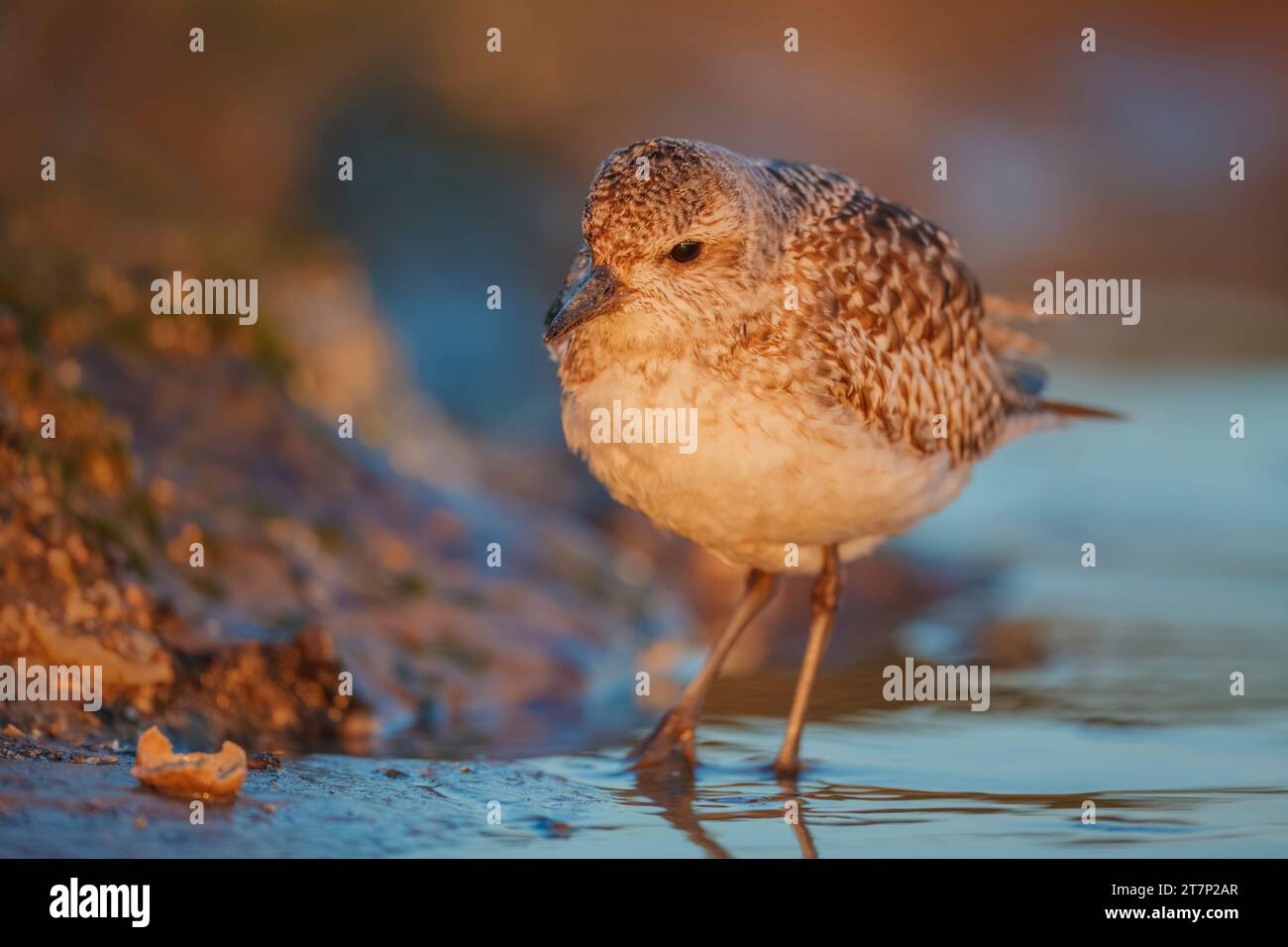 Grey Plover, Pluvialis squatarola, Paesi Bassi, Mare del Nord, Wader, shorebird, Paesi Bassi, Olanda Foto Stock