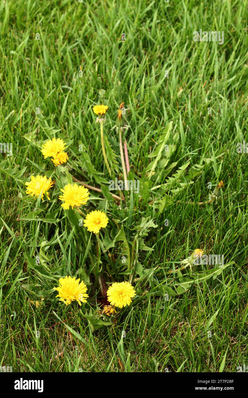 Erbacce di tarassaco Taraxacum officinale, che crescono in un prato erboso residenziale. Foto Stock