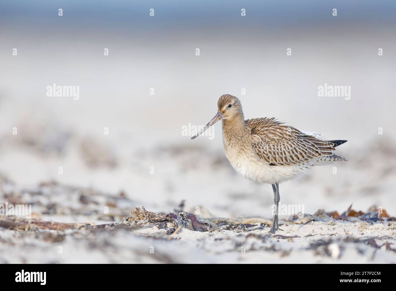 Bar-tailed Godwit, Limosa lapponica, Wader, shorebird, Germania, eligolando Foto Stock