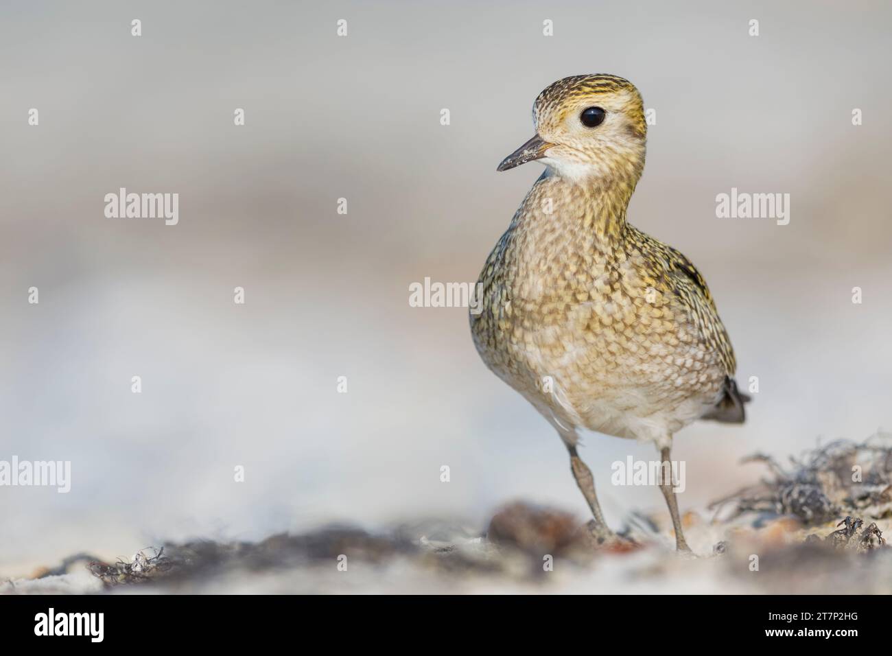 European Golden Plover, Pluvialis apricari Foto Stock