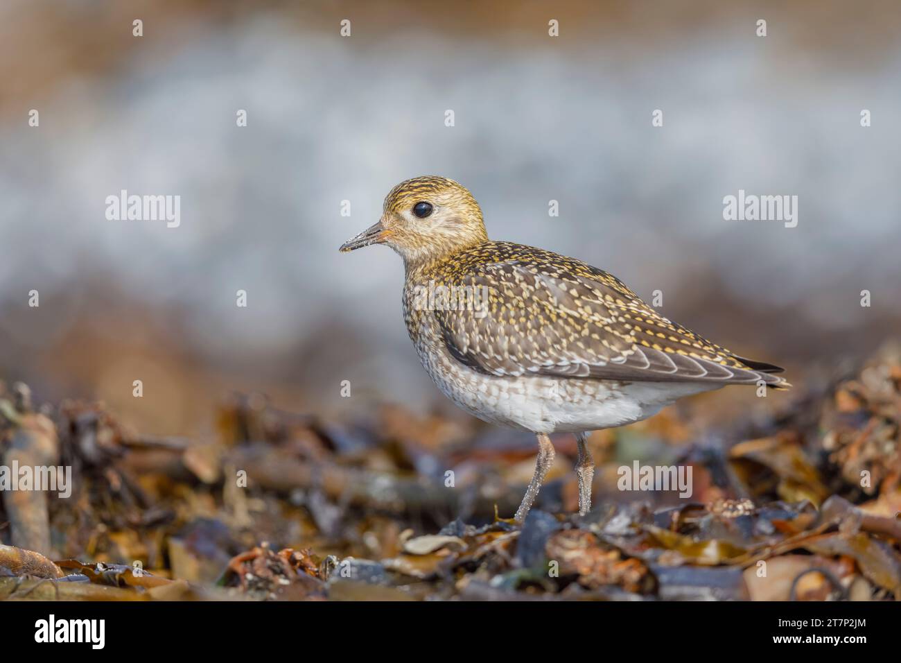 European Golden Plover, Pluvialis apricari Foto Stock