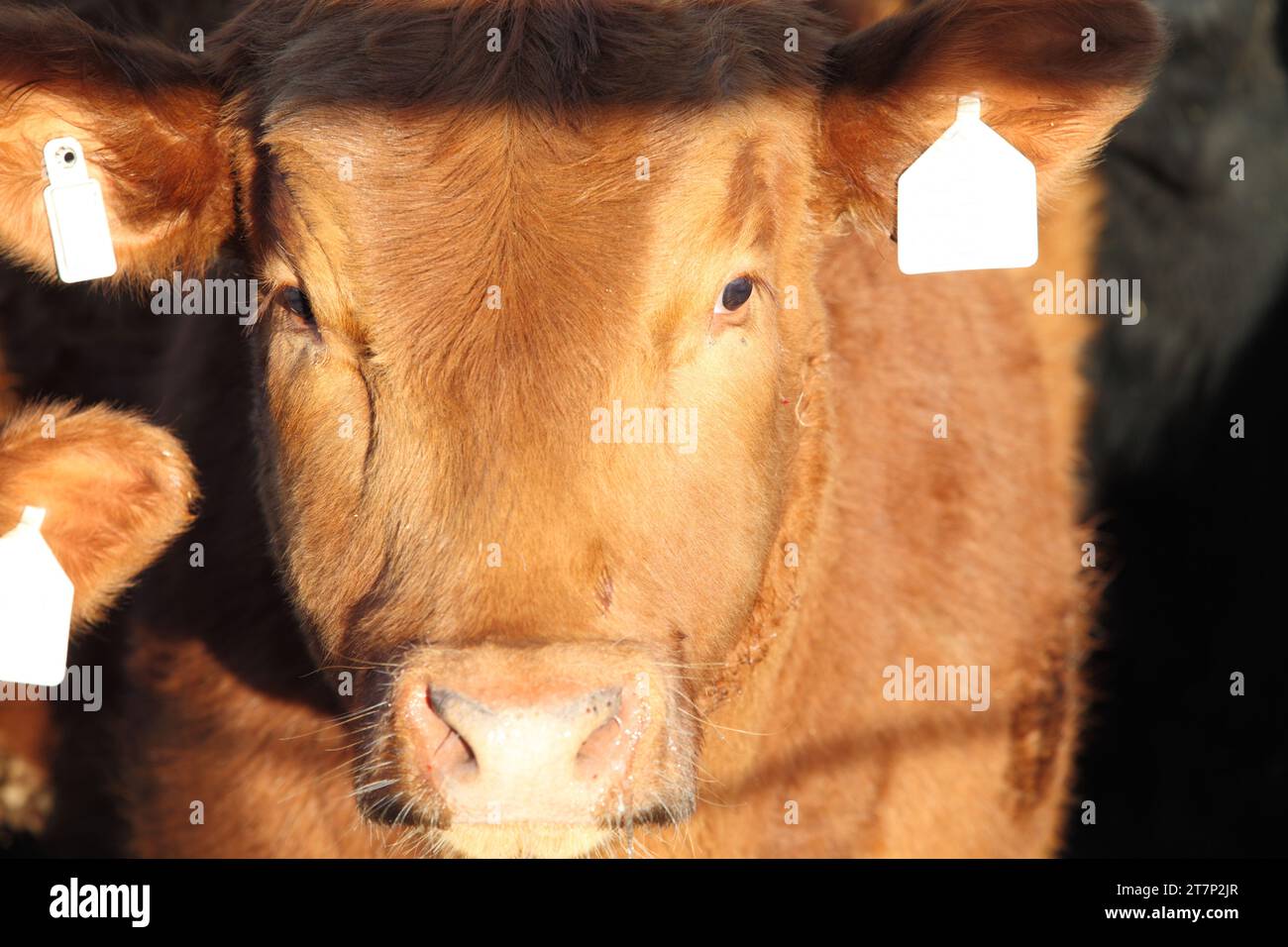 Vista ravvicinata di una mucca Angus rossa con etichette auricolari in un mangime Foto Stock