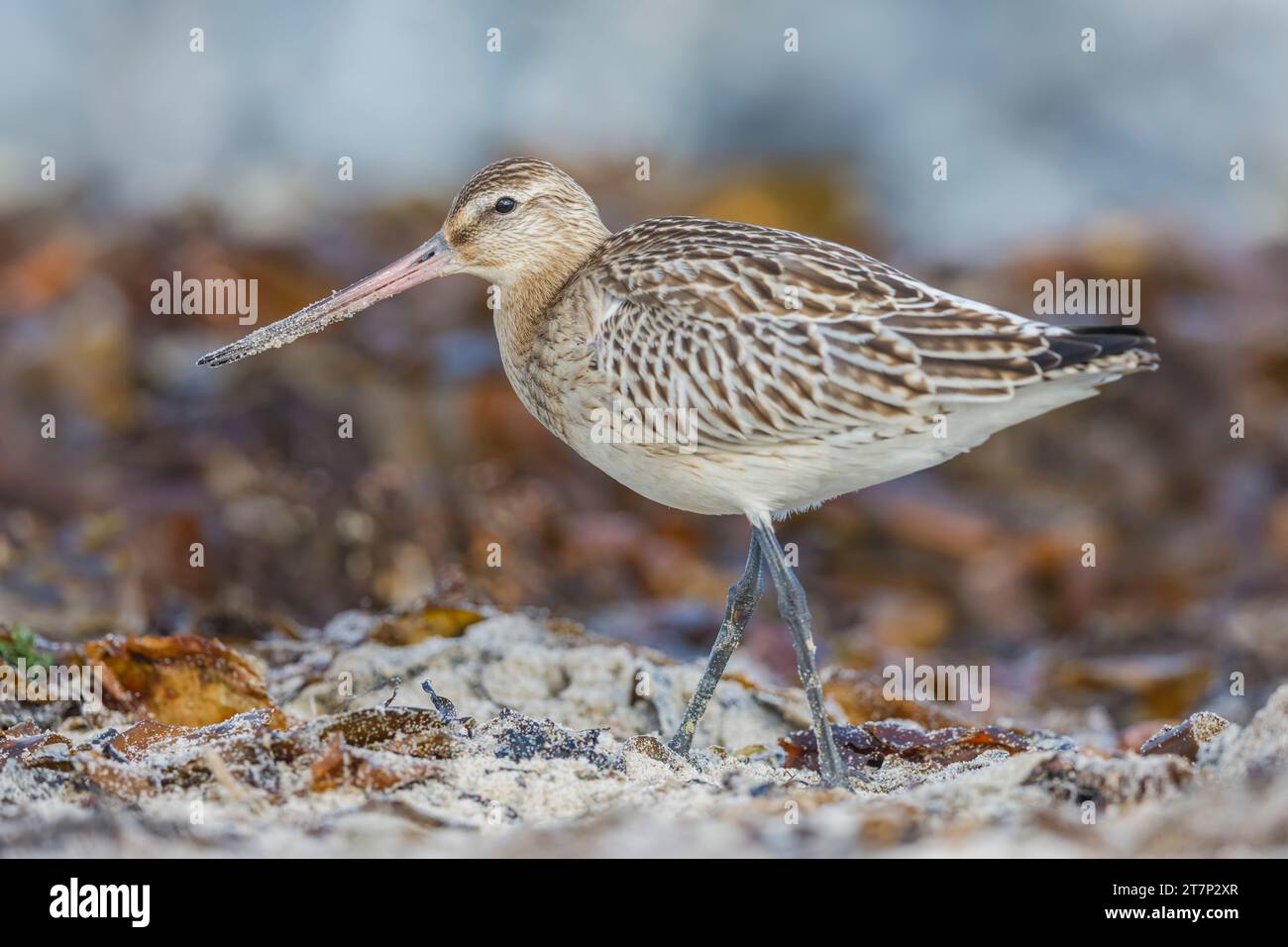 Bar-tailed Godwit, Limosa lapponica, Wader, shorebird, Germania, eligolando Foto Stock