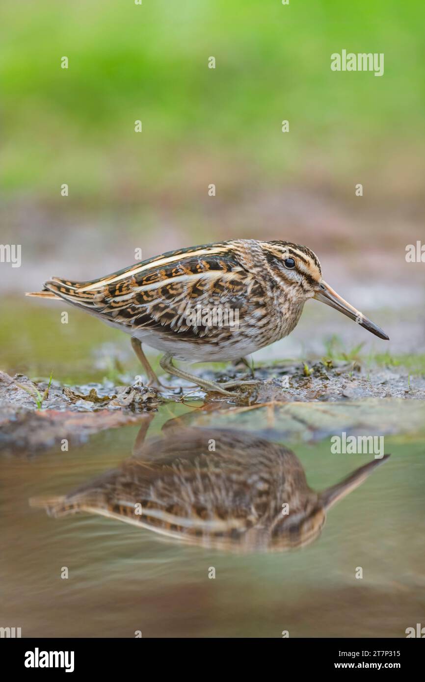 Jack Snipe, Lymnocryptes minimus, Foraging, Heligoland, Germania, wader, shorebird Foto Stock