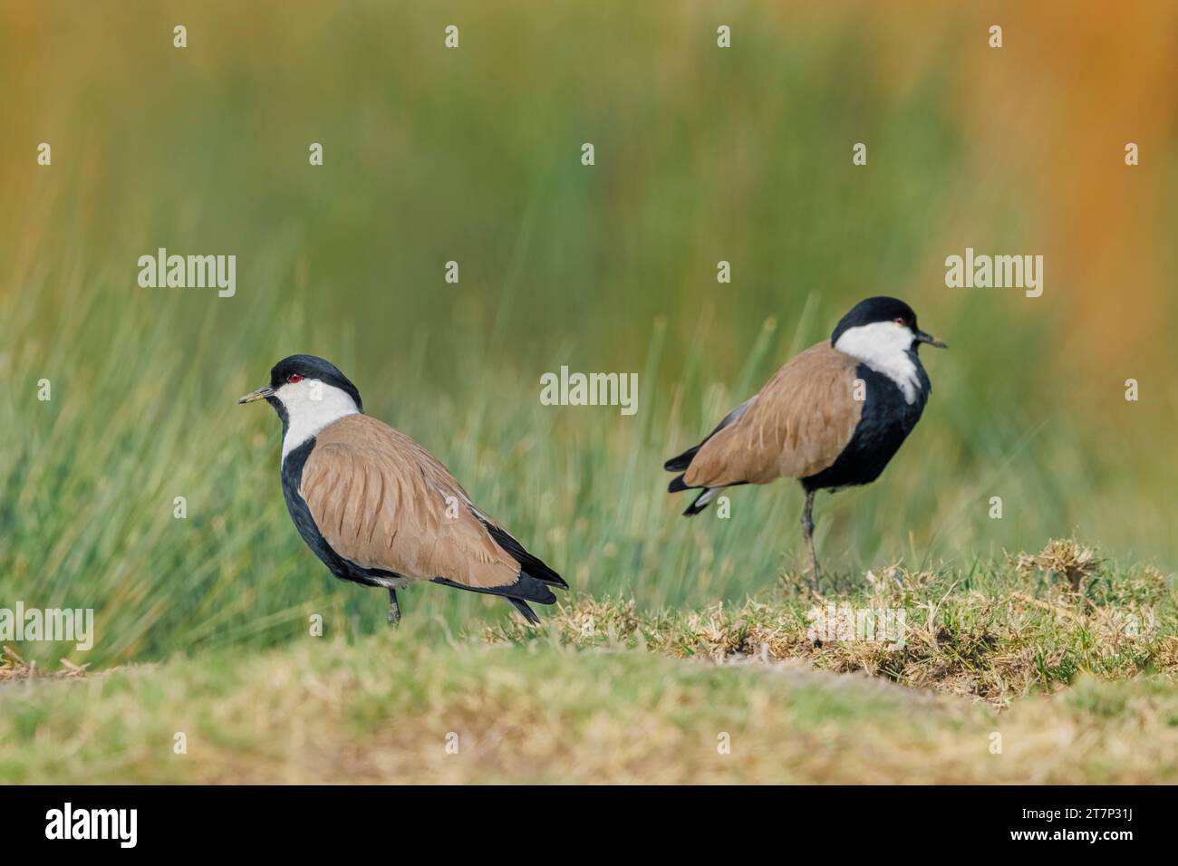 Lapwing alato di sperone, Vanellus spinosus, che riposa a Cipro Foto Stock