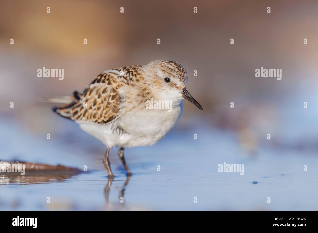 Little Stint, Calidris minuta, Foraging, Heligoland, tedesco, wader, shorebird Foto Stock