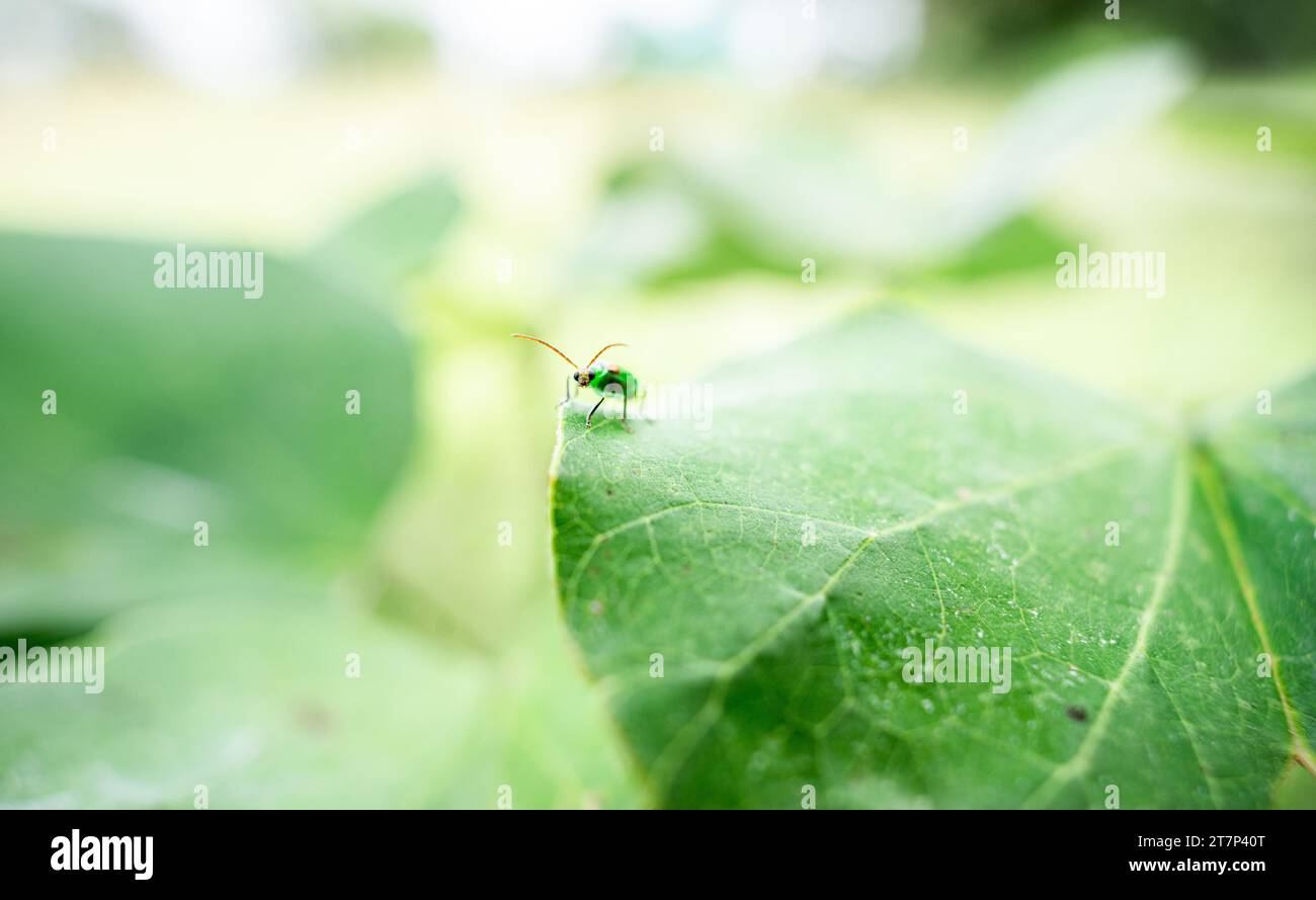 piccoli insetti su foglie o fiori Foto Stock