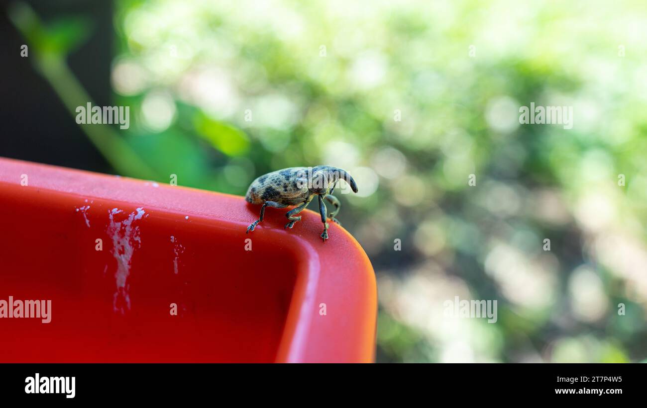 un weevil su un vaso di fiori e uno sfondo con bokeh Foto Stock