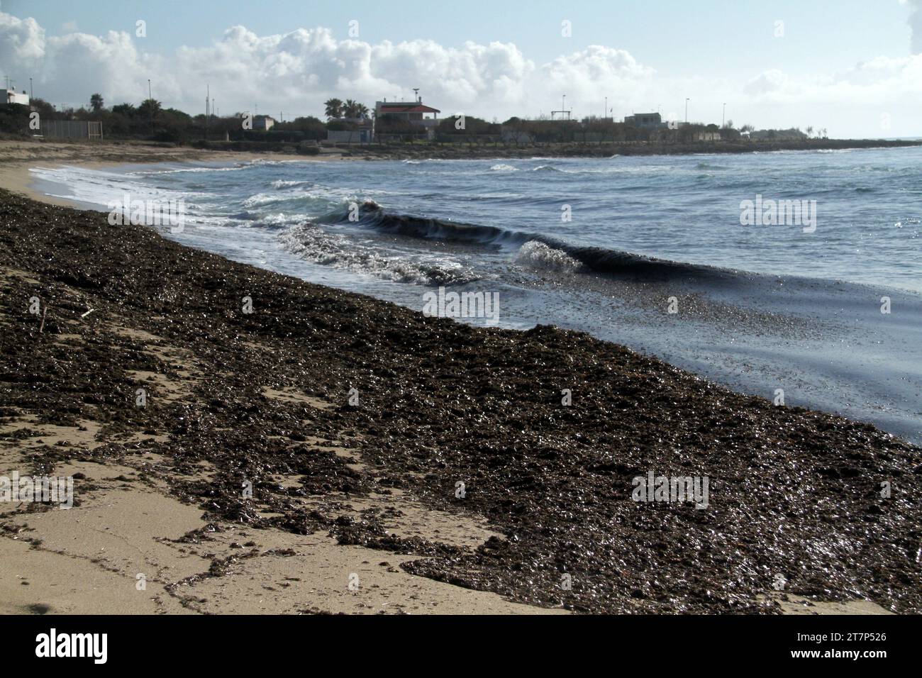 Punta Prosciutto, Puglia, Italia. Banchetti di Posidonia sulla spiaggia pubblica, parte dell'area marina protetta Porto Cesareo. Foto Stock