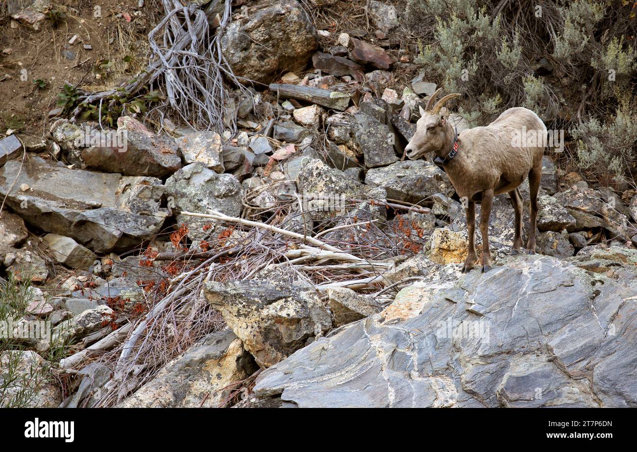 Una pecora del deserto Bighorn, Ovis canadensis nelsoni, che indossa un collare per lo studio scientifico, nel canyon del fiume Salmon nell'Idaho rurale. Foto Stock