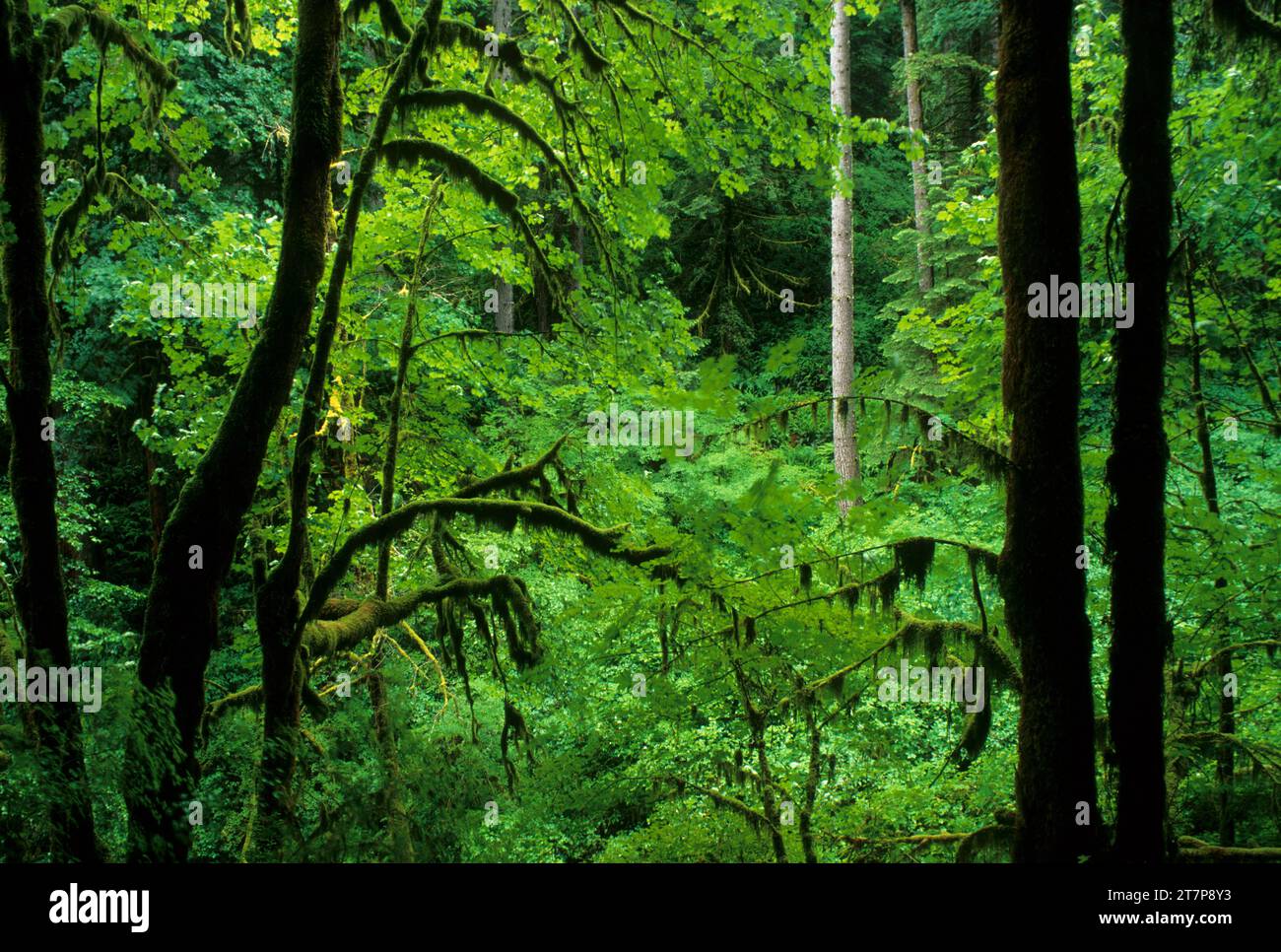 Antica foresta, Kentucky cade speciale area di interesse, Siuslaw National Forest, Oregon Foto Stock