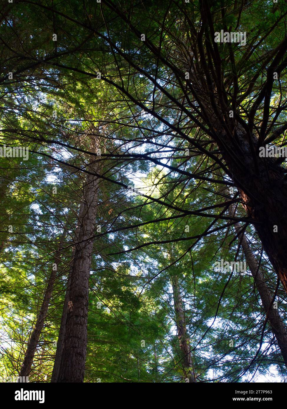 Alberi forestali e cielo blu Foto Stock