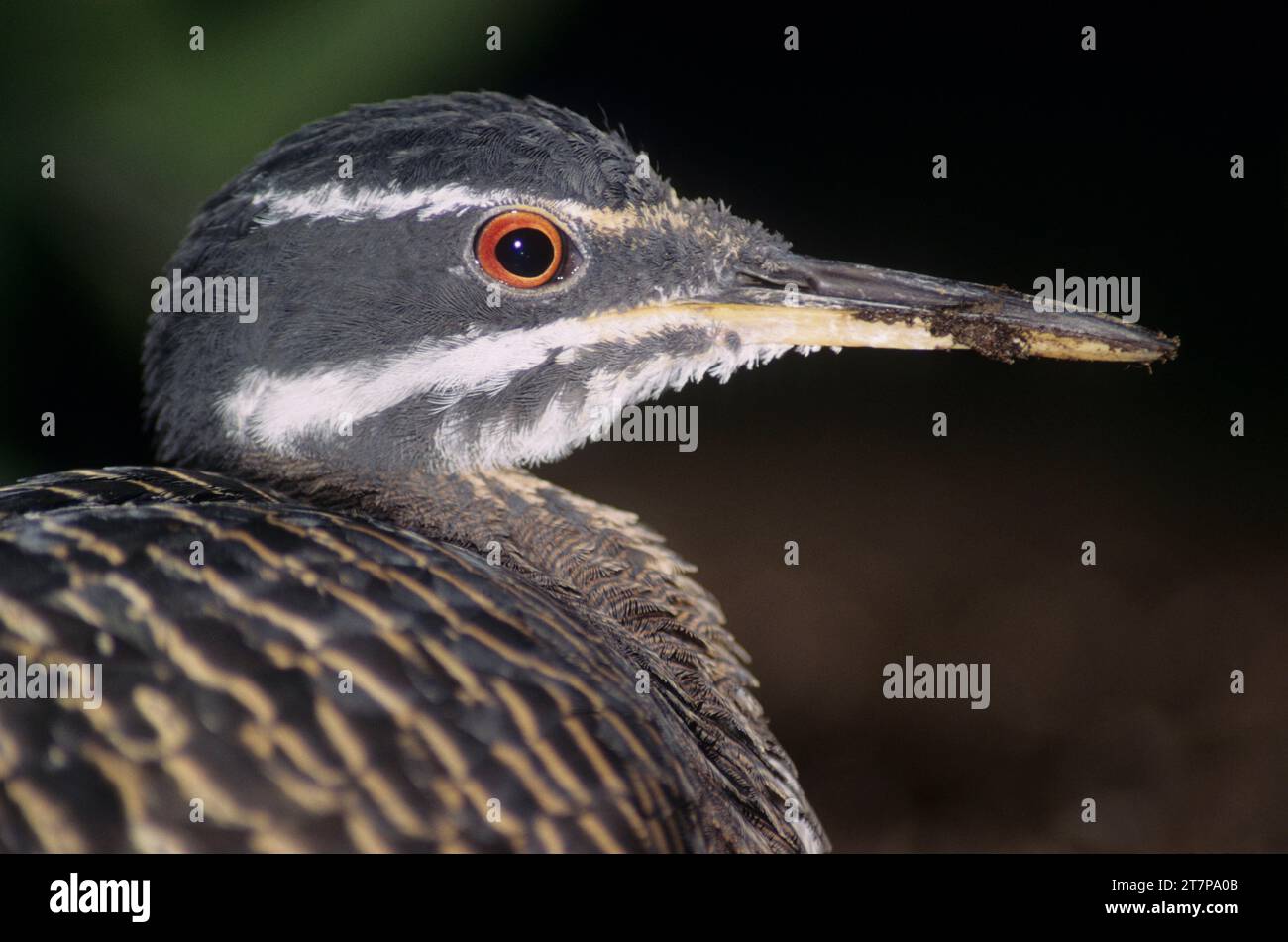 Sunbittern (Eurypyga helias), Oregon Zoo, Washington Park, Portland, Oregon Foto Stock