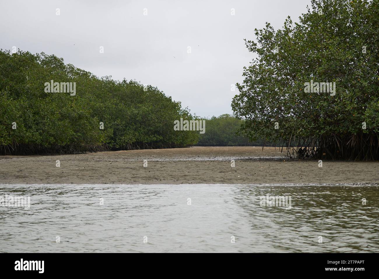 Mangrovie a Puerto Pizarro, Tumbes, Perù Foto Stock